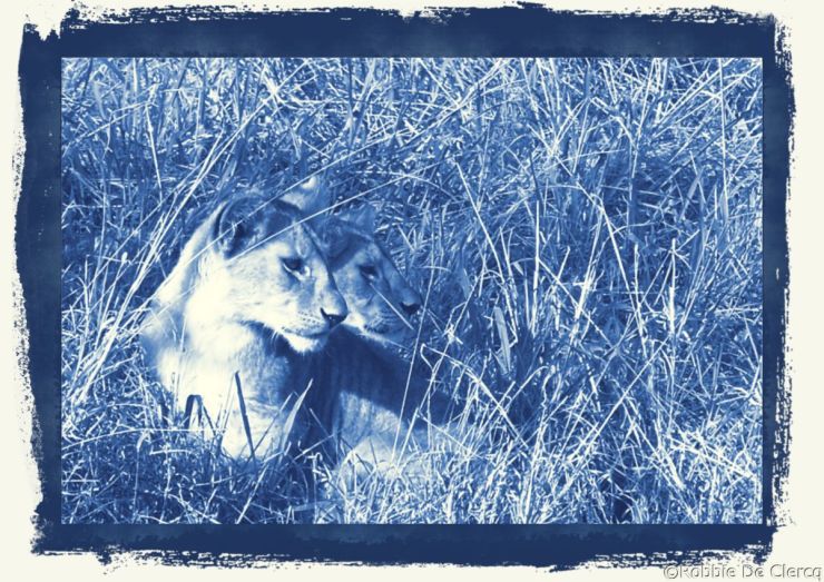 Serengeti National Park (93)