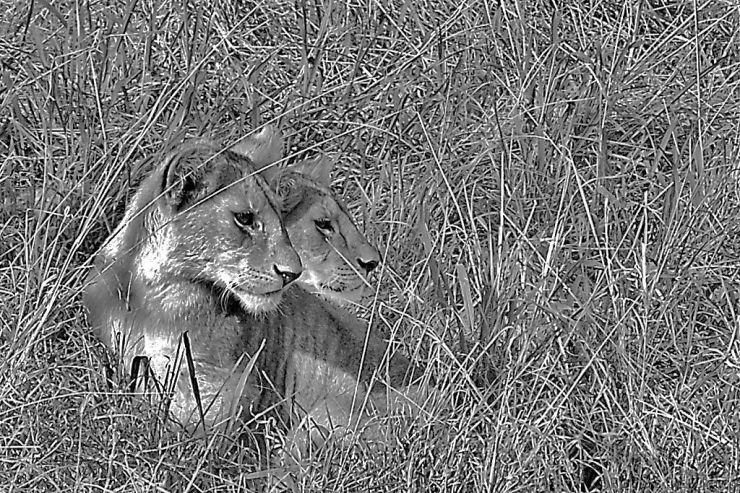 Serengeti National Park (94)