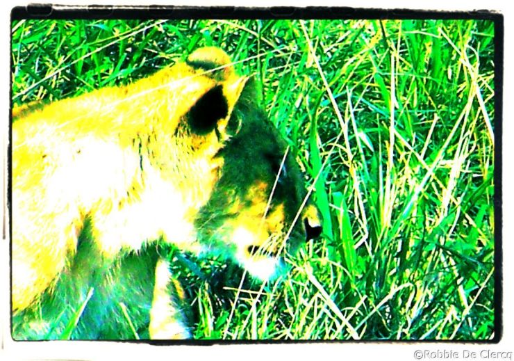 Serengeti National Park (95)