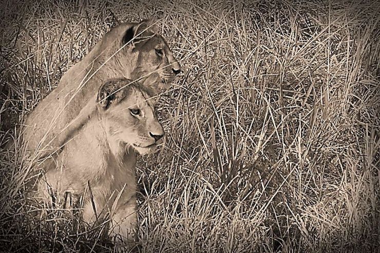 Serengeti National Park (97)