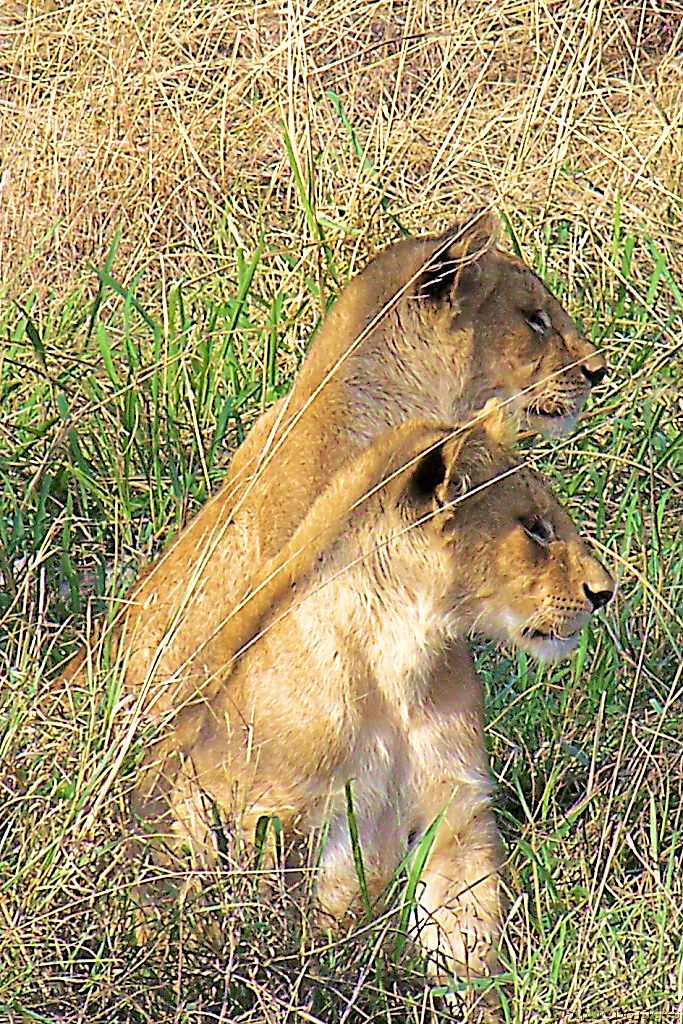 Serengeti National Park (98)