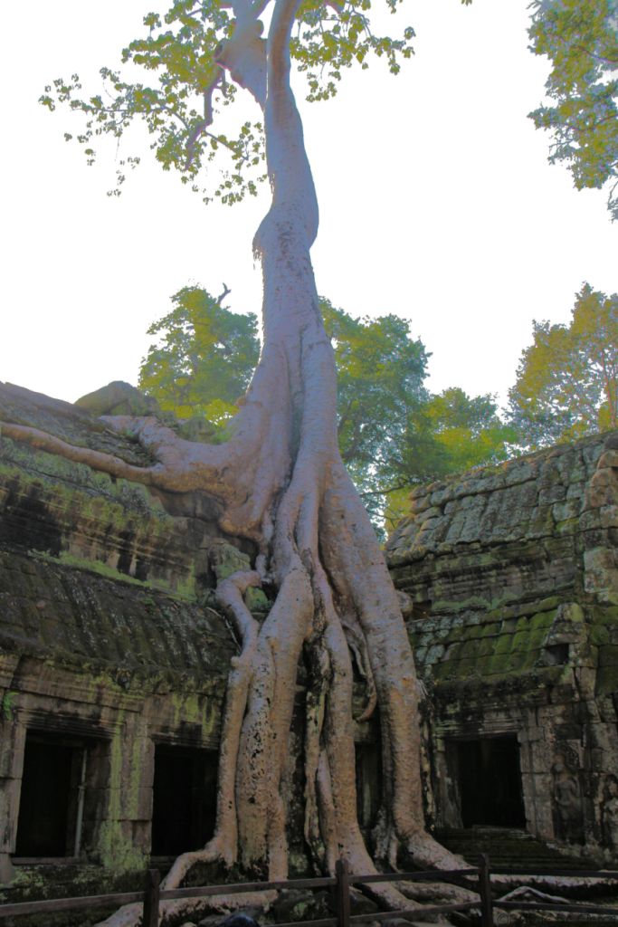 Ta Phrom (11)