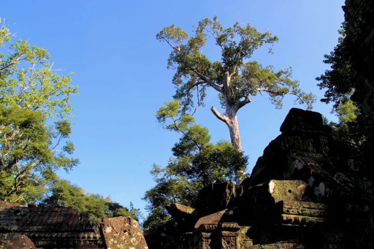 Ta Phrom (50)