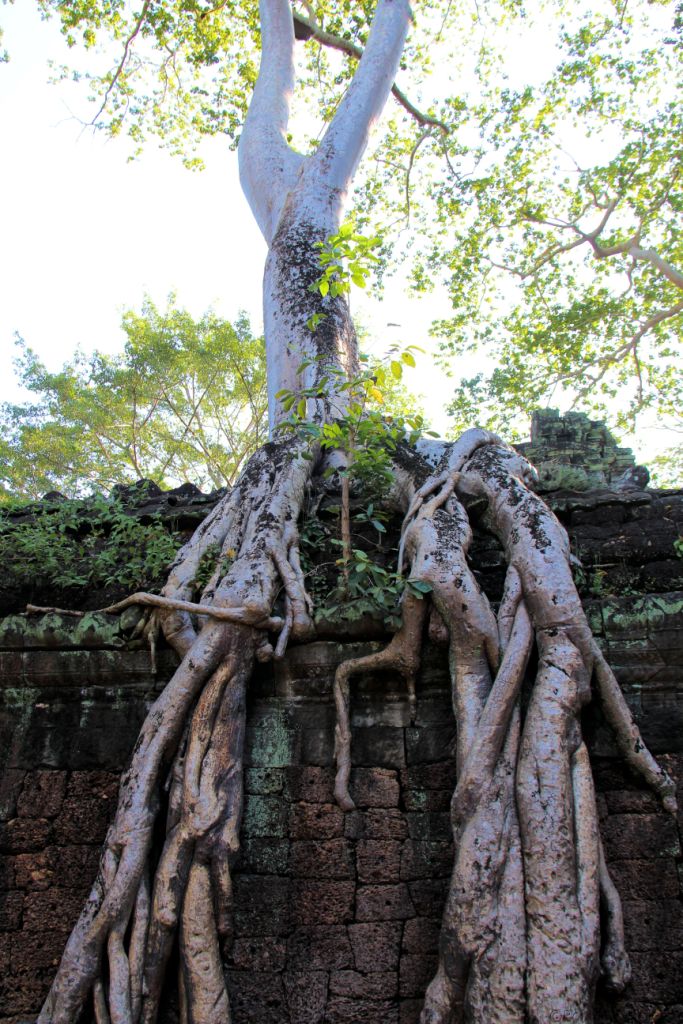 Ta Phrom (67)