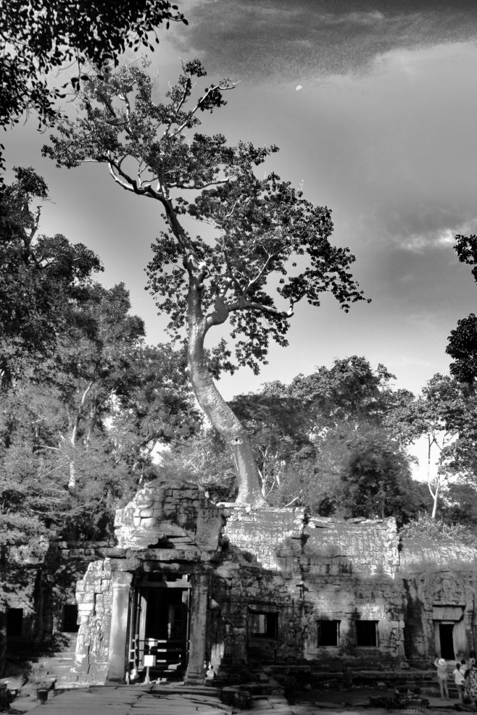 Ta Phrom (7)