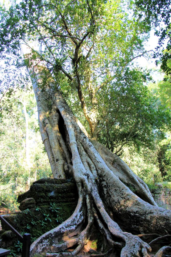 Ta Phrom (76)