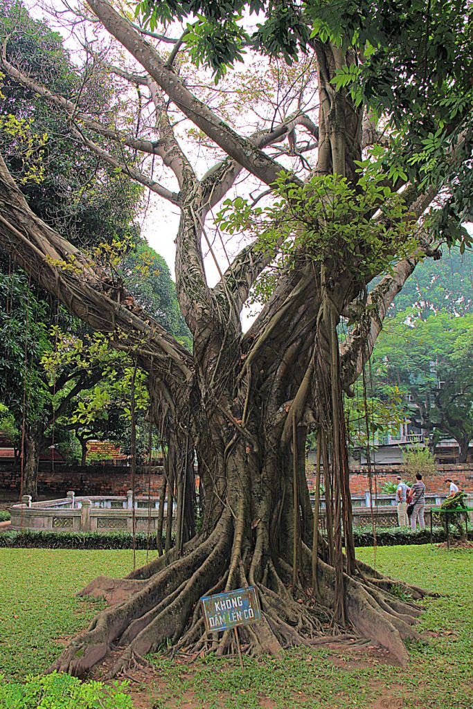 Tempel van de Literatuur (24)