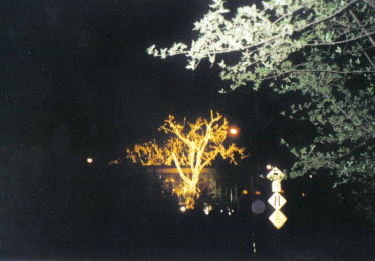 Central Park 14 (Tavern on the green)