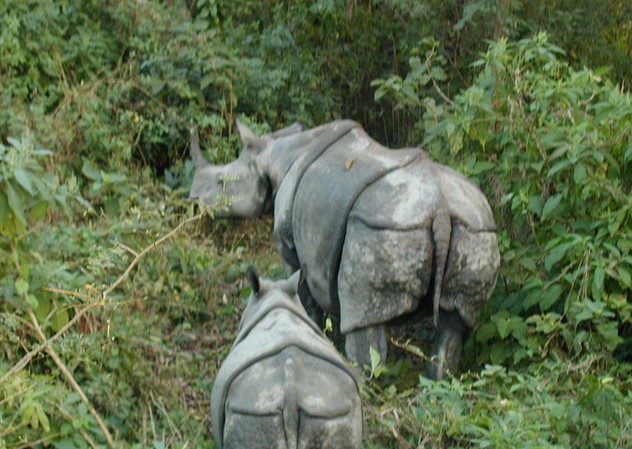 Chitwan 43