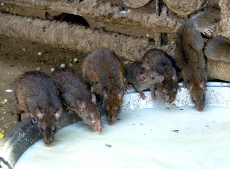 Deshnoke 04 (rattentempel)