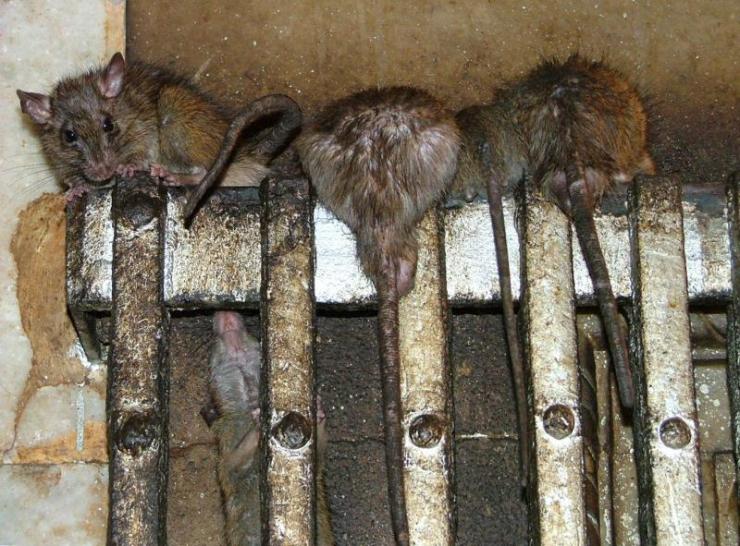 Deshnoke 05 (rattentempel)