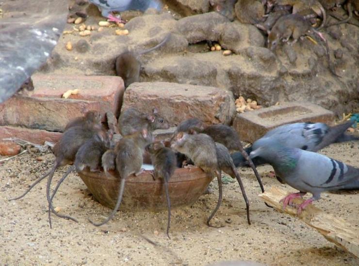 Deshnoke 08 (rattentempel)