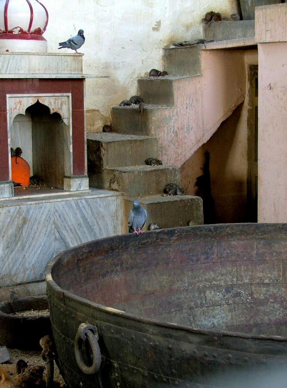 Deshnoke 09 (rattentempel)