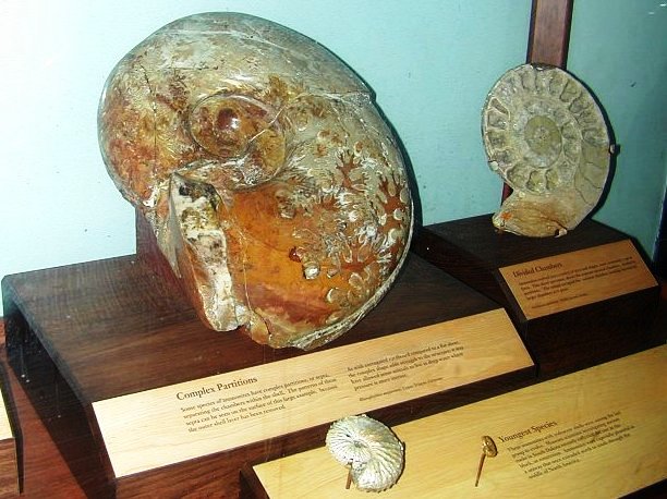 Fossiele reuzenslakken