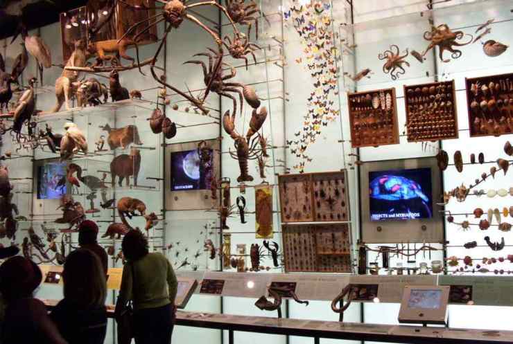 Hall of Biodiversity 01