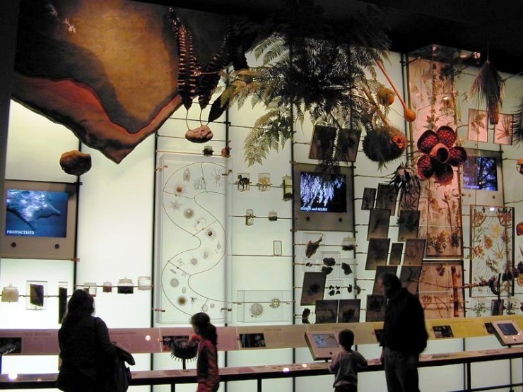 Hall of Biodiversity 02