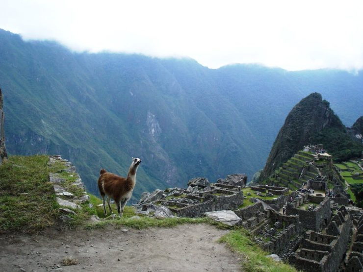 Macchu Picchu 68