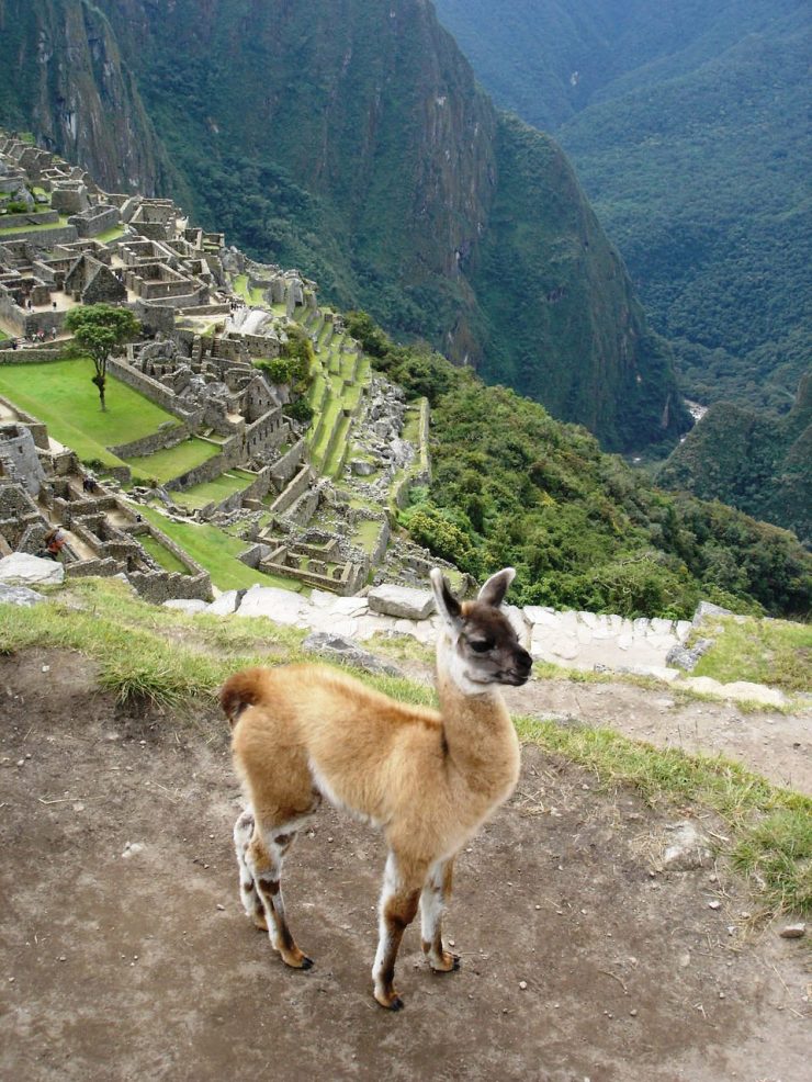 Macchu Picchu 69