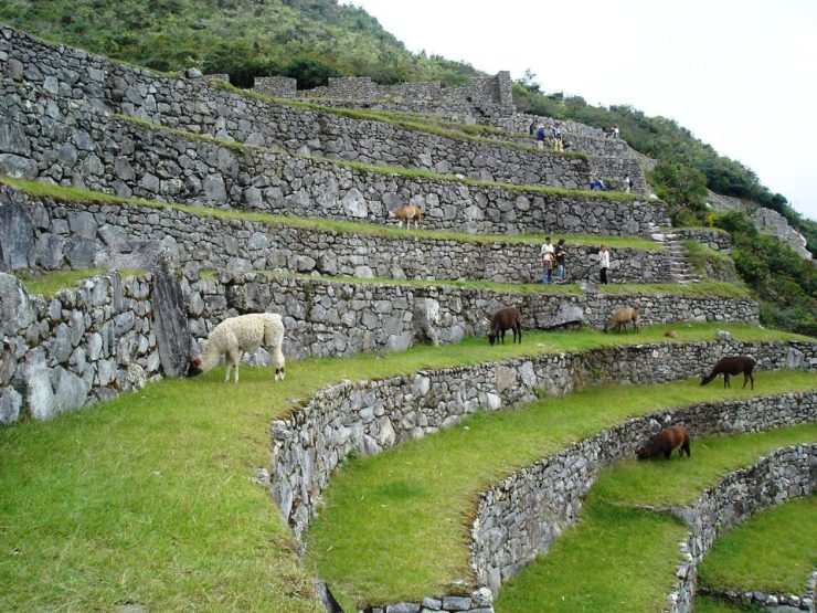 Macchu Picchu 70