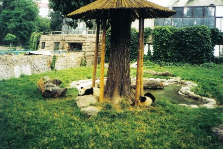 Panda's in de zoo