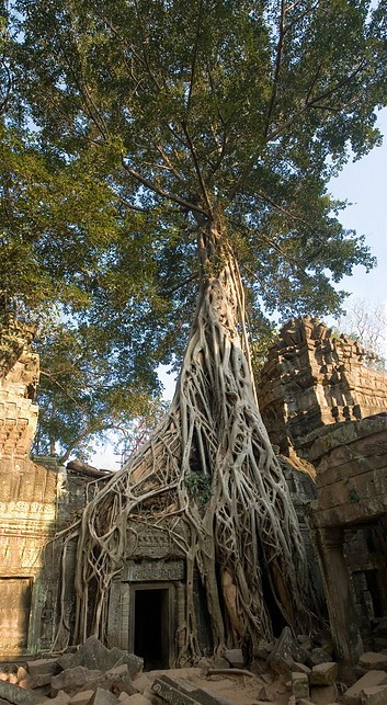 Ta Phrom 29