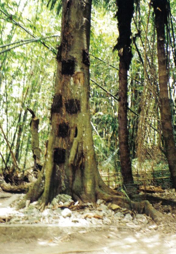 Tana Toraja 08 (babyboom)