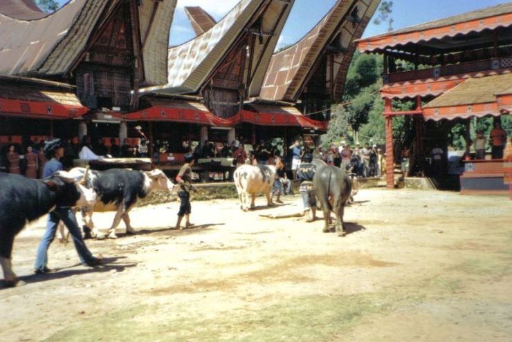 Tana Toraja 39 (begrafenisceremonie)