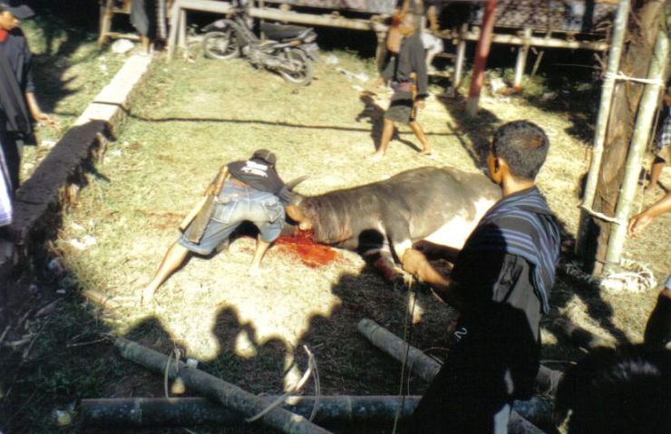 Tana Toraja 44 (begrafenisceremonie)