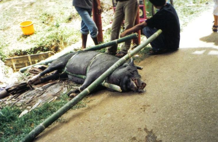 Tana Toraja 47 (begrafenisceremonie)