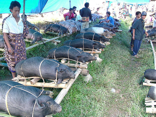 Tana Toraja 50 (begrafenisceremonie)