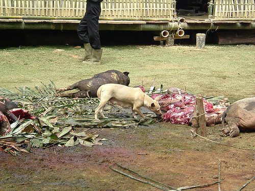 Tana Toraja 52 (begrafenisceremonie)