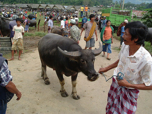 Tana Toraja 54 (begrafenisceremonie)
