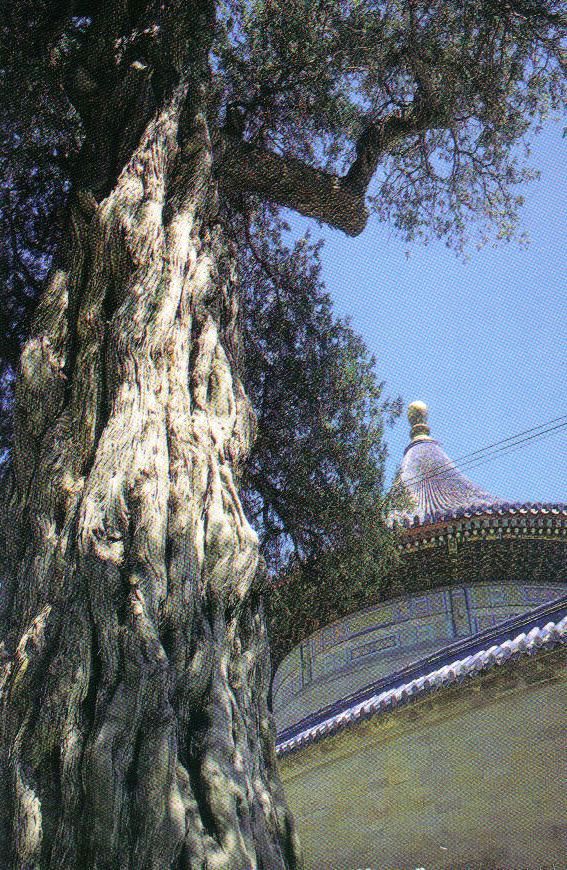 Tempel van de Hemel 10 (Cipres van de Negen Draken)