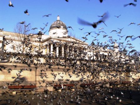 Trafalgar Square 13