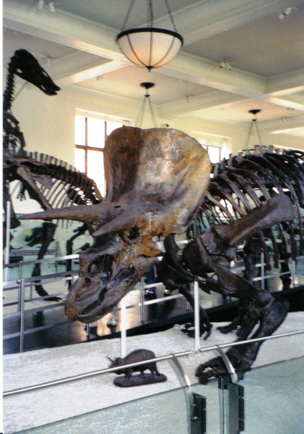 Triceratops 02