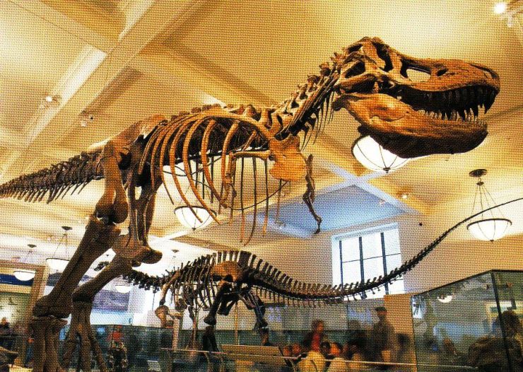 Tyrannosaurus rex 02