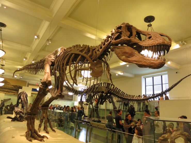 Tyrannosaurus rex 03