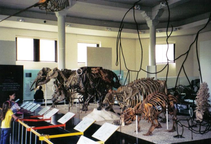 Verzameling van viervoeters