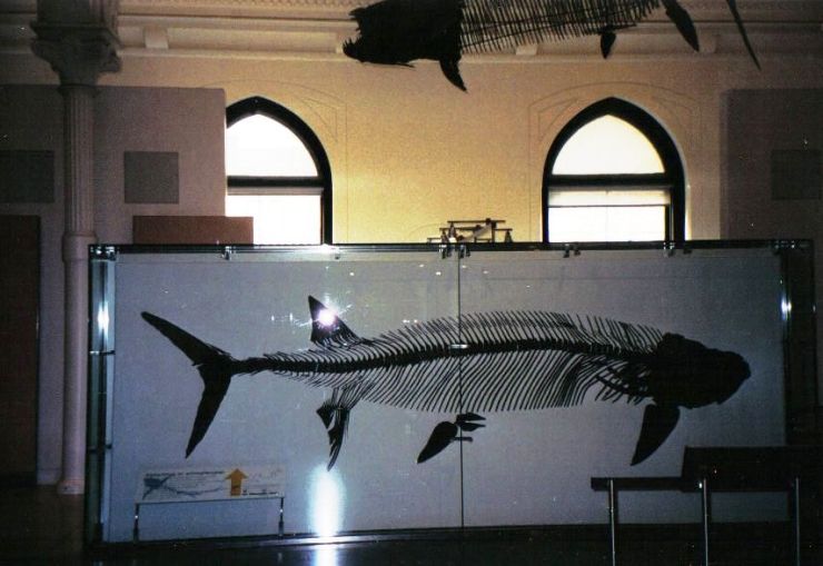 Voorloper van de dolfijn