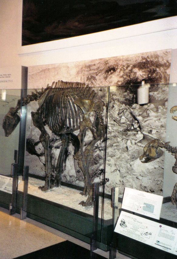 Voorloper van het paard