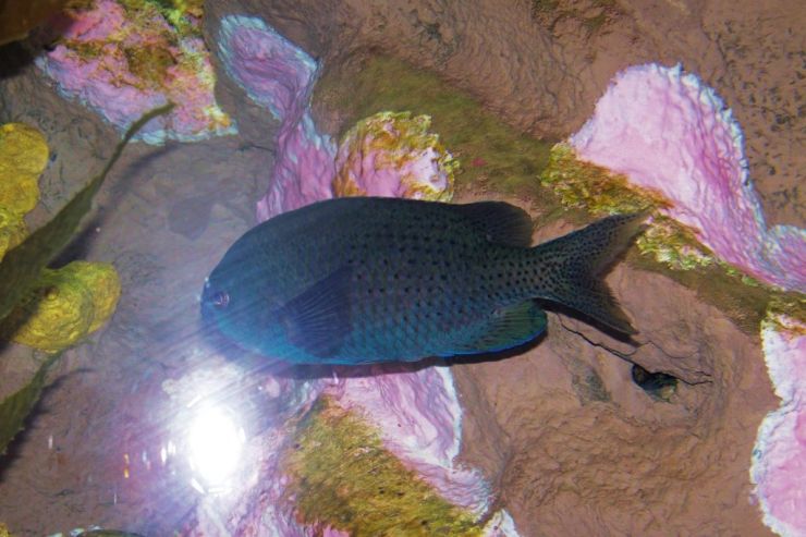 Aquarium of the Bay (1)