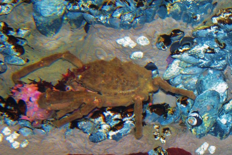 Aquarium of the Bay (12)