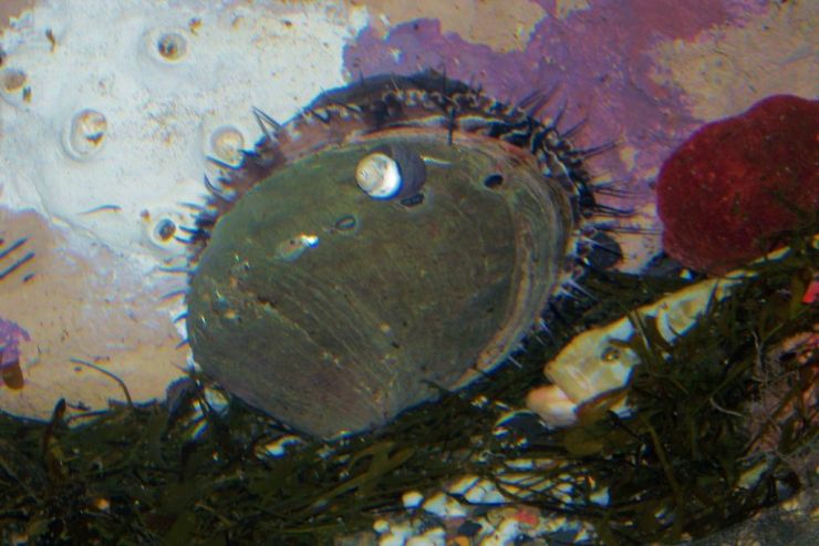 Aquarium of the Bay (13)