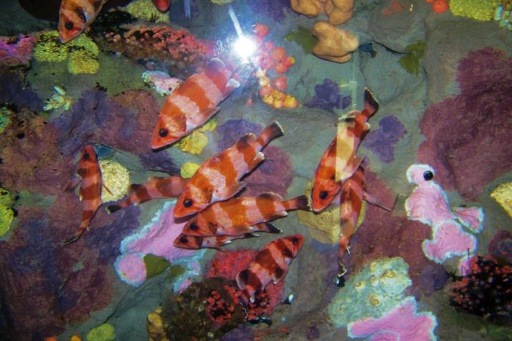 Aquarium of the Bay (14)