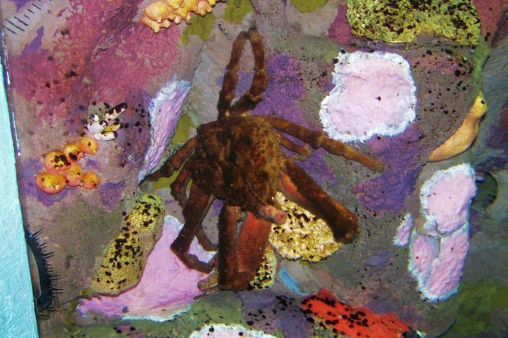 Aquarium of the Bay (15)