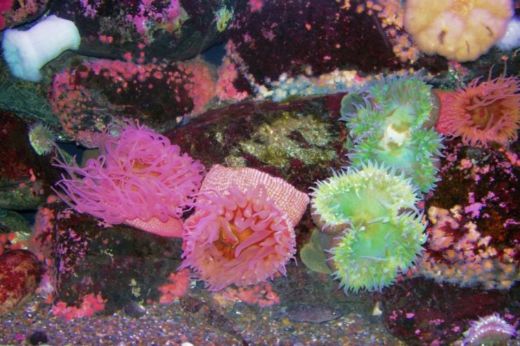 Aquarium of the Bay (18)