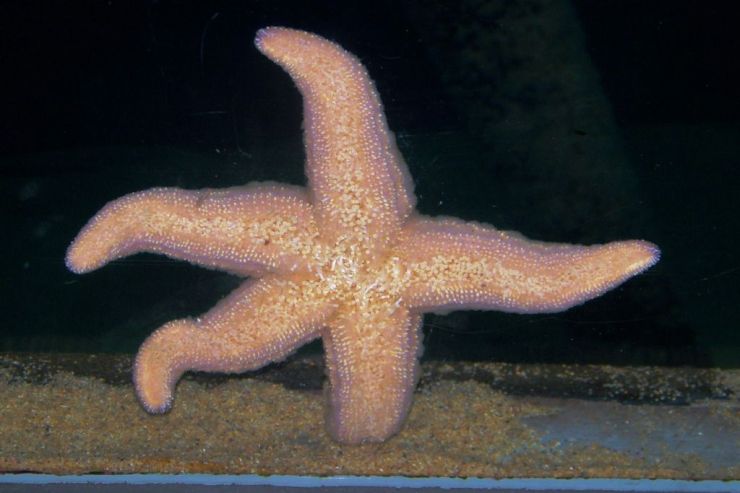 Aquarium of the Bay (24)