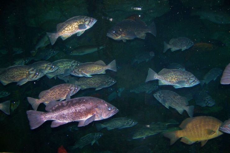 Aquarium of the Bay (26)