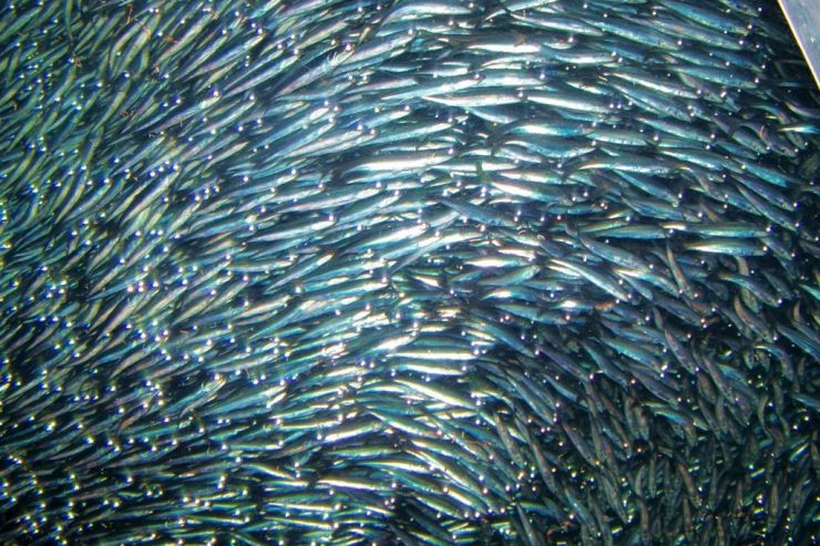 Aquarium of the Bay (27)