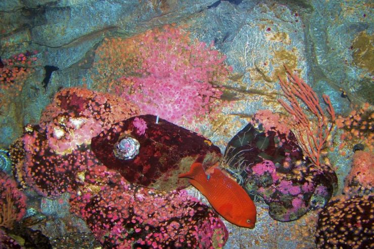 Aquarium of the Bay (28)